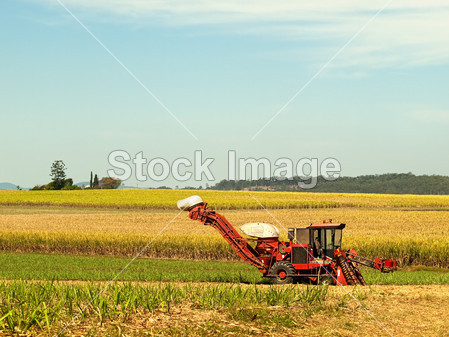 澳大利亚农业土地上红色农场机甘蔗收割机(图
