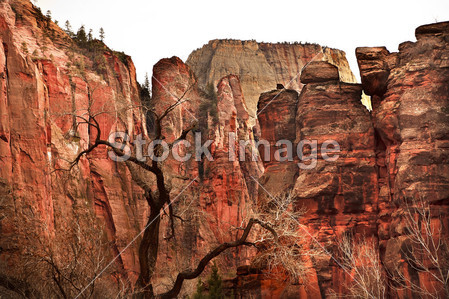 白色的大宝座红色岩石墙犹他州锡安峡谷国家公