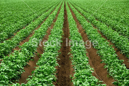 Rows of vibrant green crop plants图片素材(图片