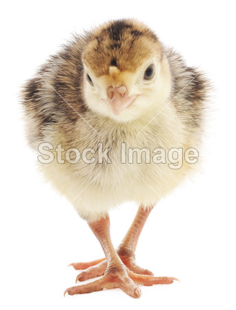 Chicken turkey图片素材(图片编号:50596389)_