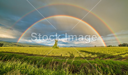 Double Rainbow Over a Tree图片素材(图片编号