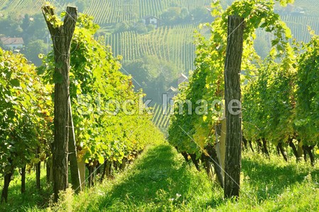Rows of vineyard on hill before harvesting图片素