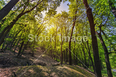 在上一个晴朗的天春天的绿色森林图片素材(图