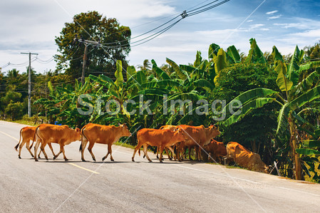 Cows Cross the Road图片素材(图片编号:5061