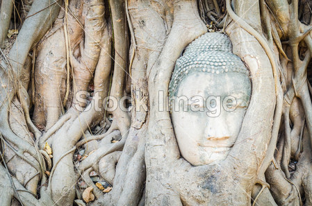 ad statue under root tree in ayutthaya Thailand图