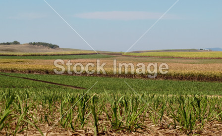澳大利亚糖工业甘蔗农场农业景观图片素材(图