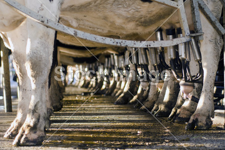 乳品行业-牛挤奶设施图片素材(图片编号:5072