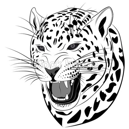 豹、 纹身图片素材(图片编号:50738758)_抽象
