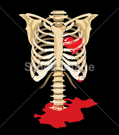 向量。红色的心内骨架图片素材(图片编号:507