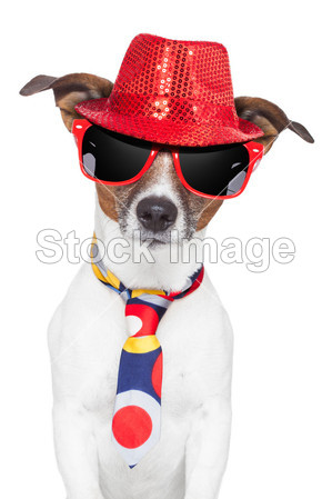 疯狂愚蠢的滑稽狗帽子眼镜领带图片素材(图片