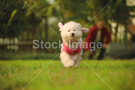 狗跑在草地上图片素材(图片编号:50754693)_其