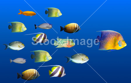 领导理念 - - 领导学校的热带鱼的大鱼图片素材