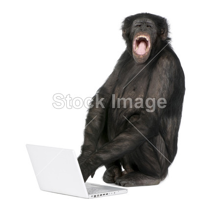 猴子玩着一台笔记本电脑图片素材(图片编号:5