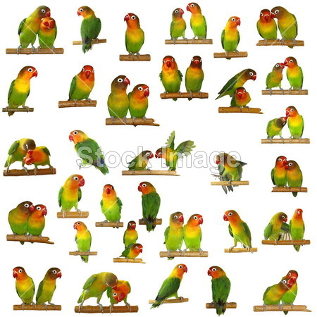 设置隔离在白色的比翼鸟 agapornis 费氏图片素