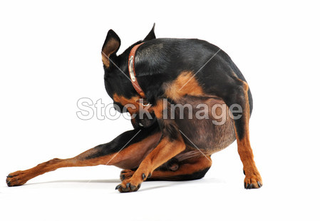 微型 pinscher 挠图片素材(图片编号:50759430