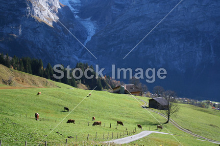 牛图片素材(图片编号:50759626)_其它图片库_