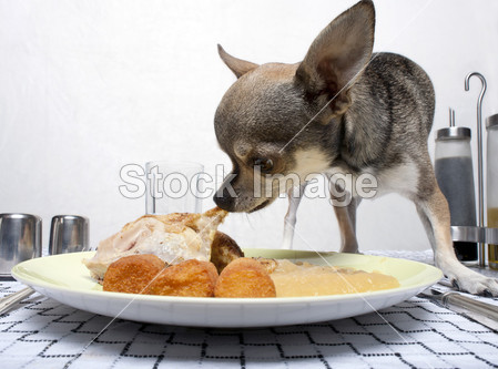奇瓦瓦州在餐桌上吃食物从板图片素材(图片编