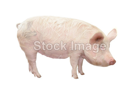 在白色背景上的猪图片素材(图片编号:5076058