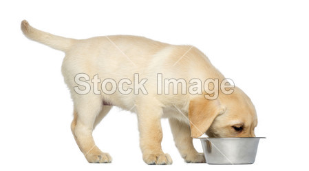 r Puppy standing and eating from his dog bowl,