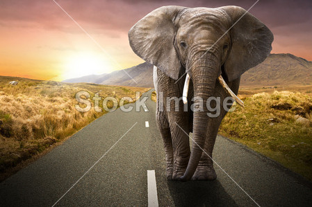 走在路上的大象图片素材(图片编号:50761059