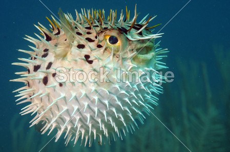 河豚鱼虎 holocanthus 水下海洋中图片素材(图片