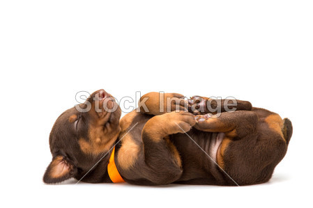 Funny puppy sleeping upside down图片素材(图