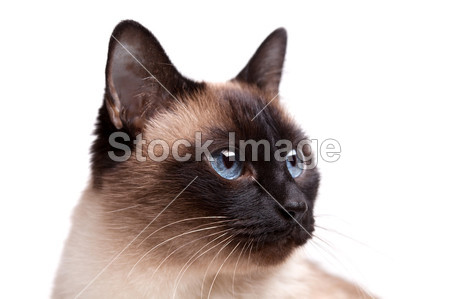 蓝眼睛暹罗猫看起来好图片素材(图片编号:507