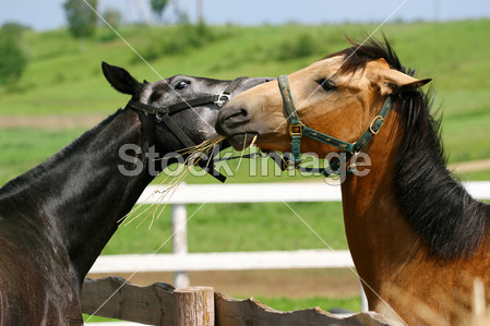 Trakehner 和 ahal 公交马玩图片素材(图片编号