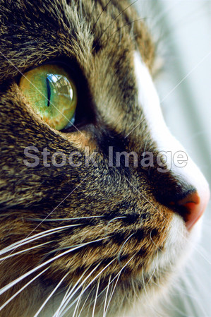 关闭向上的一只绿眼睛的猫图片素材(图片编号