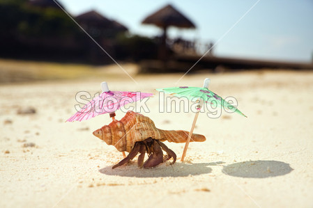 寄居蟹海滩流浪汉(图片编号50773205)_人与宠