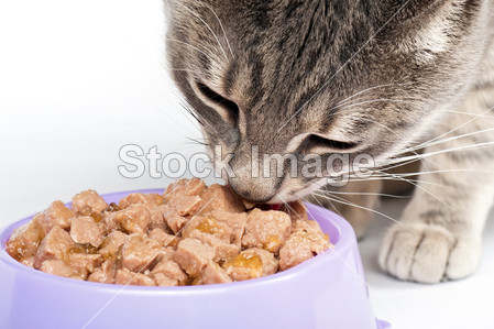 从一碗吃的食物的虎斑猫图片素材(图片编号:5