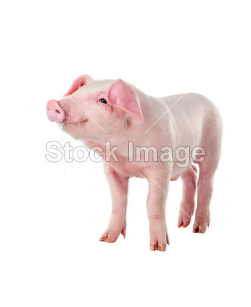 丹麦长白猪的小猪仔品种(图片编号50775890)