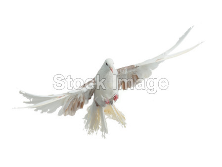 鸽子孔雀养殖的会飞的鸟图片素材(图片编号:5