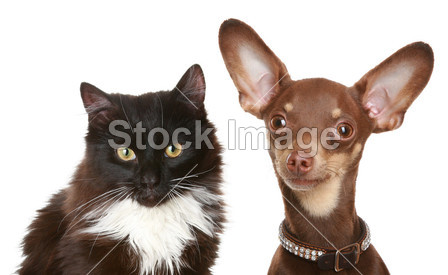俄罗斯玩具狗和猫图片素材(图片编号:5077841