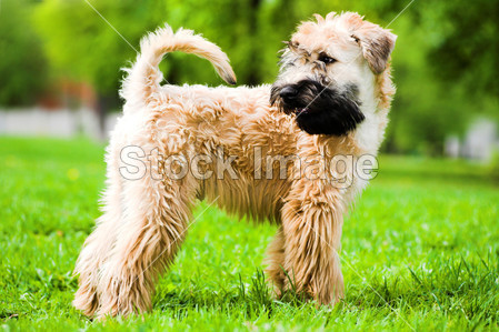 爱尔兰软镀膜面食小猎犬图片素材(图片编号:5