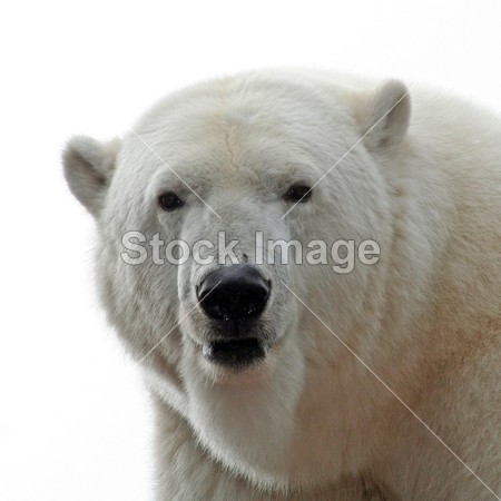 北极熊肖像图片素材(图片编号:50780364)_其它