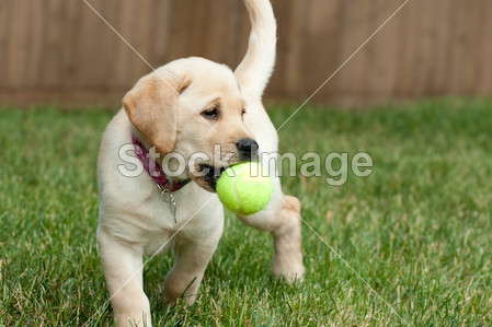 黄色实验室小狗玩网球球图片素材(图片编号:5