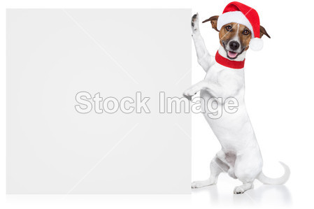 圣诞狗占位符(图片编号50780944)_人与宠物图
