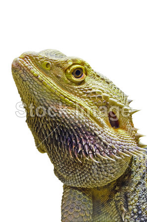 Close-up of Bearded Dragon head isolated on