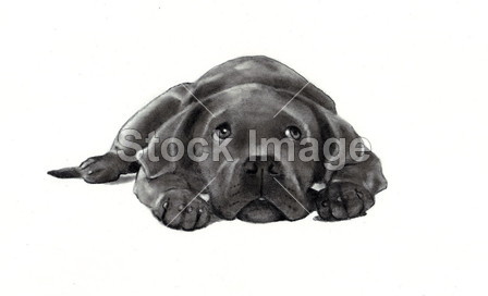 铅笔素描的狗躺图片素材(图片编号:50784444
