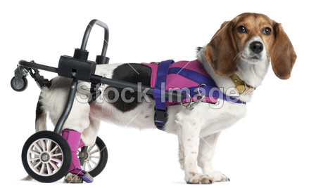 瘫痪残疾人混种狗,8 岁,在白色背景前图片素材
