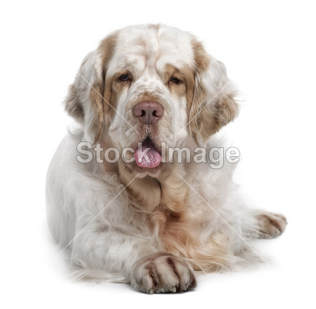 Clumber 小猎犬狗,5 岁,坐在白色背图片素材(图