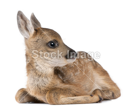 Roe deer Fawn - Capreolus capreolus (15 days