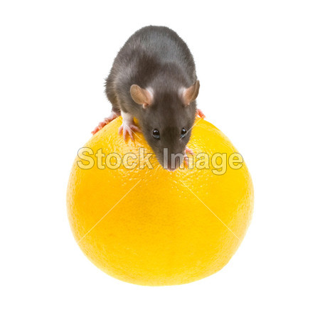 搞笑老鼠和橙白隔离图片素材(图片编号:50789