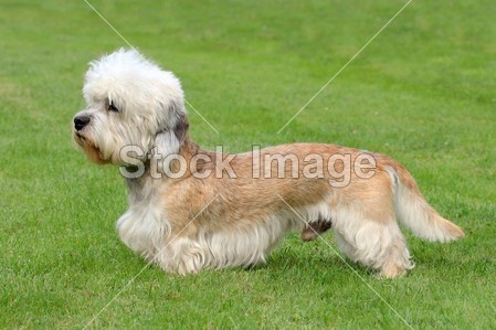 Dandie dinmont 小猎犬图片素材(图片编号:507