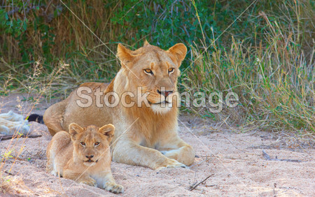 Lion cub (panthera leo) in a pride图片素材(图片