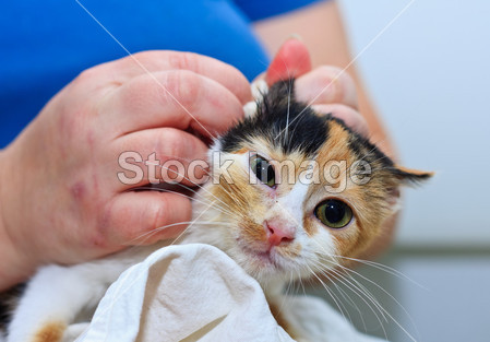 Taking care of a two months old kitten图片素材