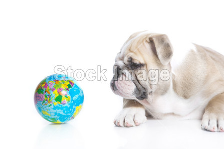 聪明的英国牛头犬小狗玩具地球仪图片素材(图