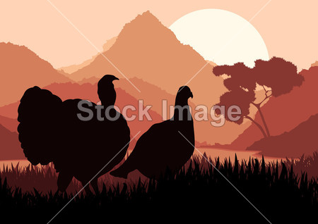 野生火鸡狩猎季节风景背景图(图片编号50795