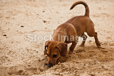 有趣的腊肠狗的小狗上挖洞图片素材(图片编号